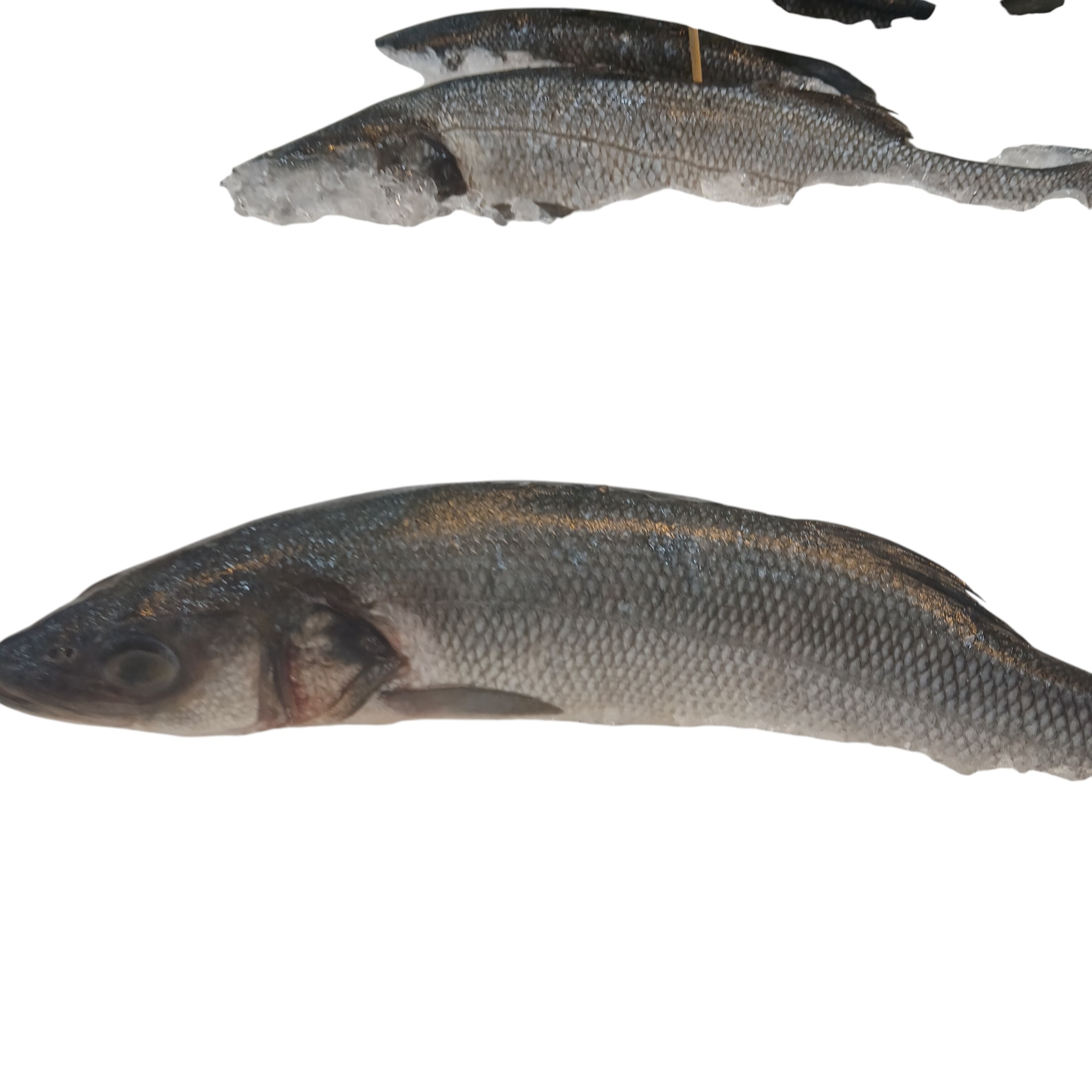 SEA BASS WHOLE FISH -HEAD ON