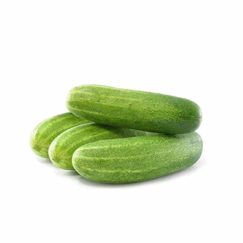 FRESH CUCUMBER KG
