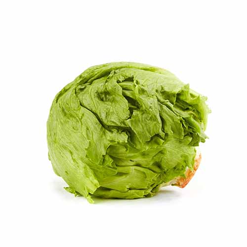 FRESH LETTUCE  ICEBERG
