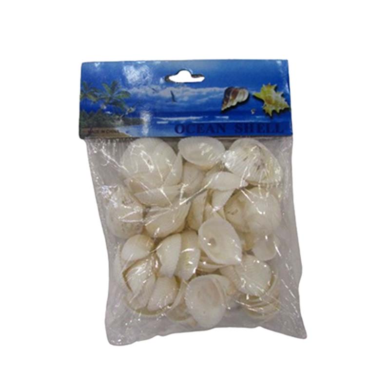 SHELLS OCEAN B-023