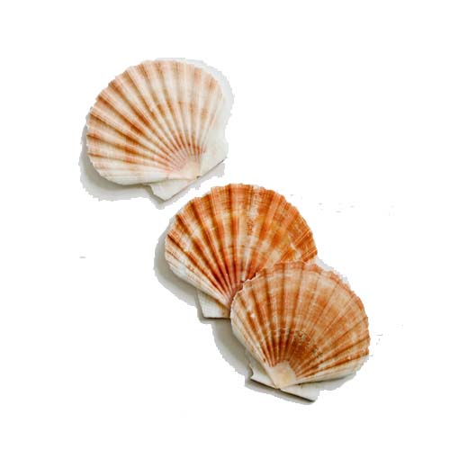 SHELLS OCEAN B-099