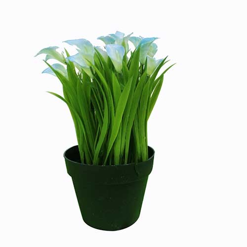 FLOWER PLANT IN POT FY031-144