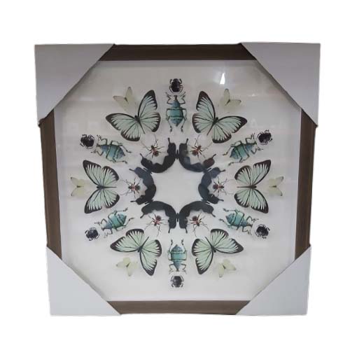 PICTURE FRAME 40X40CM INSECTS