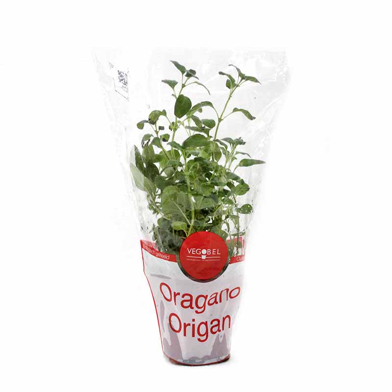 OREGANO POT ORGAINC