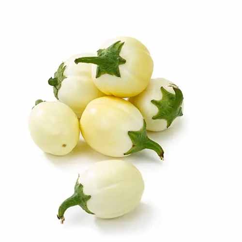 GARDEN EGG 500G SOFE