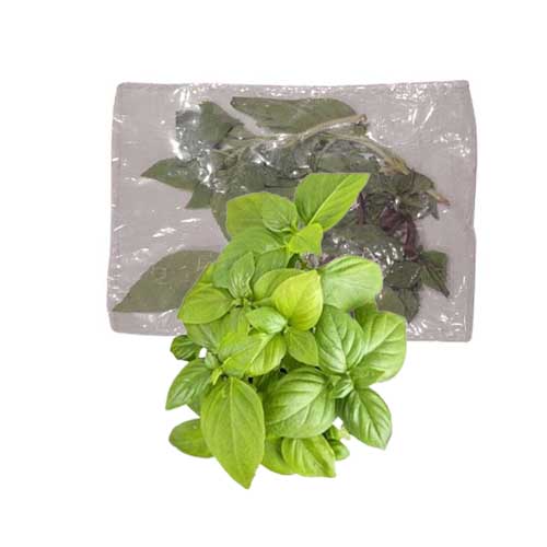 CINNAMON BASIL 30G MALF
