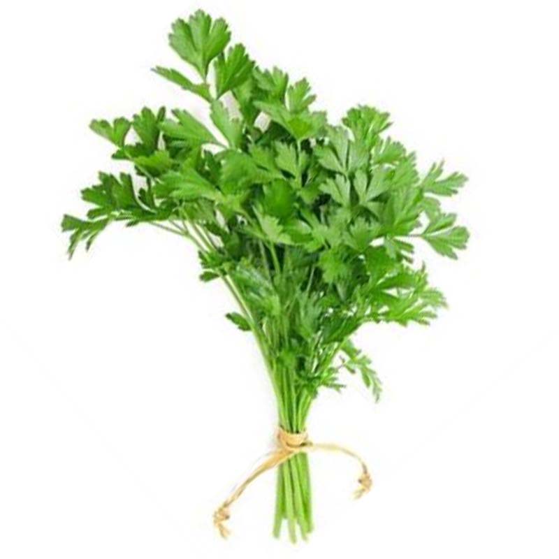 CORIANDER FOODS MALF