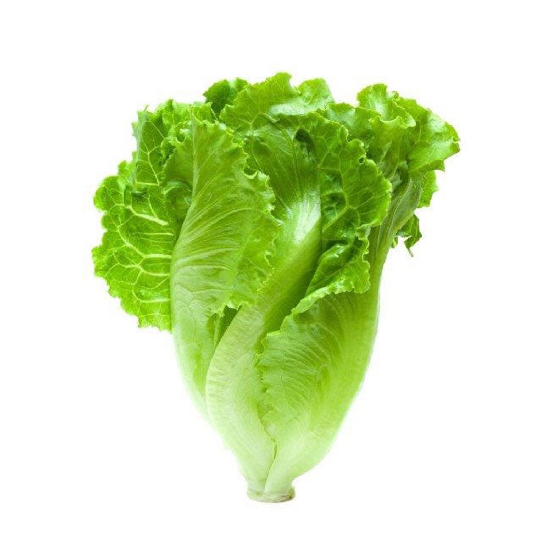 ROMAIN LETTUCE LEB