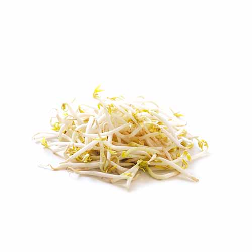 BEAN SPROUTS (TAUGE)