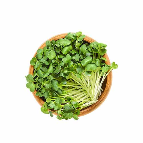 RADISH SPROUTS