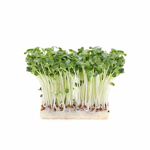 GREEN RADISH SPROSSEN
