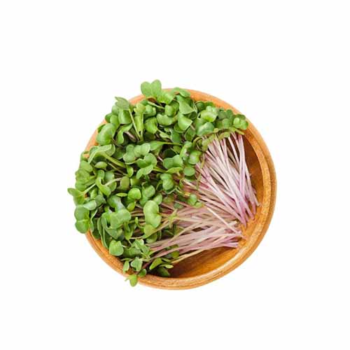 CHINA ROSE SPROUTS