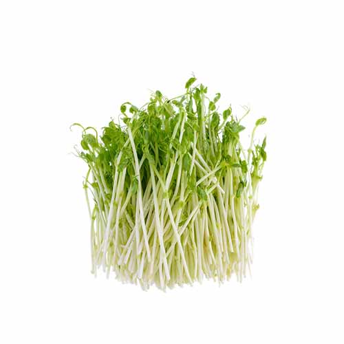 GREENPEEZ SPROUTS