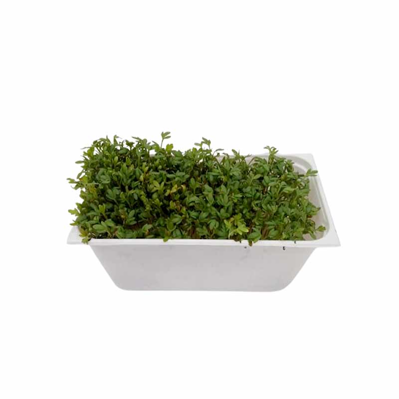 GARDEN CRESS