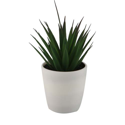 PLANTS IN WHITE POT 12ASS